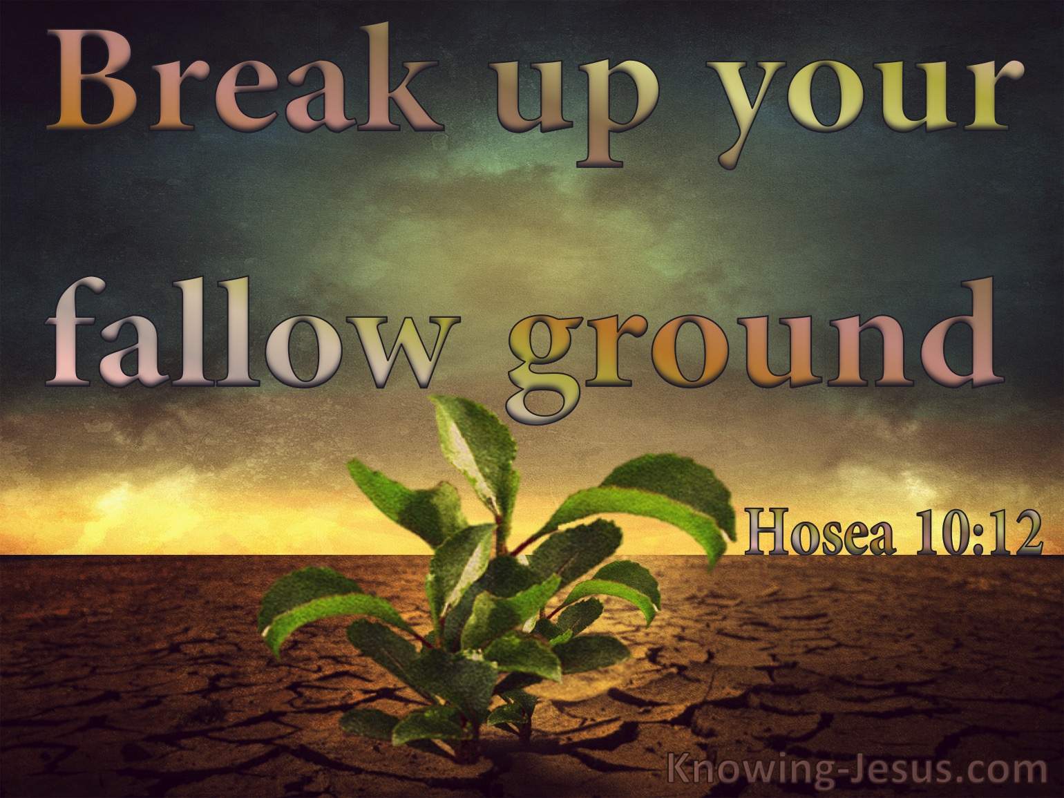 Hosea 10 12 Break Up Your Fallow Ground It IS Time To Seek The Lord Brown 